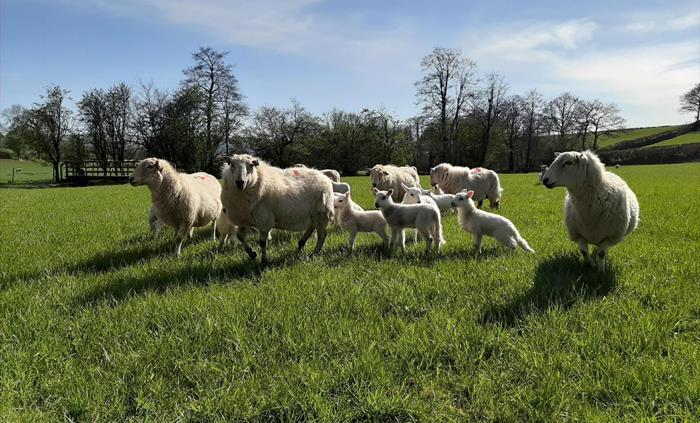 Enjoy the farming year and learn what is happening on the farm.